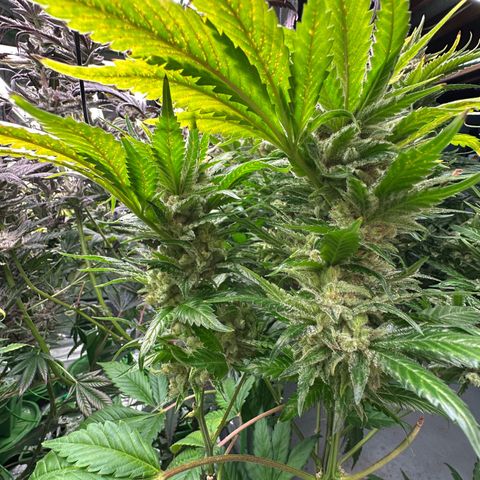 Fuel D.OG #1 Female 47.36g growlog timeline photo