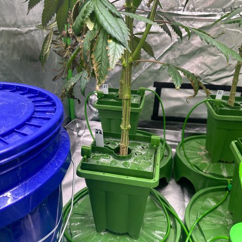 MiscxLAZ #22 C 42.33g growlog timeline photo