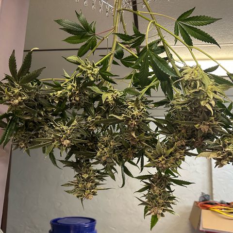 MiscxLAZ #08 C #1 growlog timeline photo