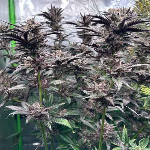 MiscxLAZ #22 C 42.33g growlog timeline photo