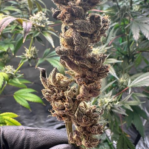 MiscxLAZ #22 C 42.33g growlog timeline photo