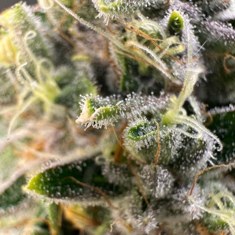 MiscxLAZ #26 C #2 growlog timeline photo