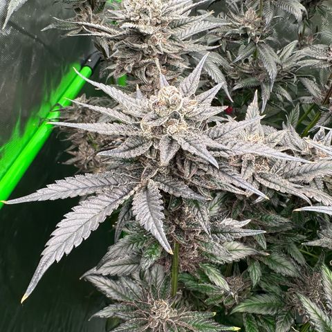 MiscxLAZ #22 C 42.33g growlog timeline photo