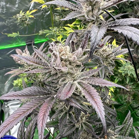 MiscxLAZ #29 C growlog timeline photo