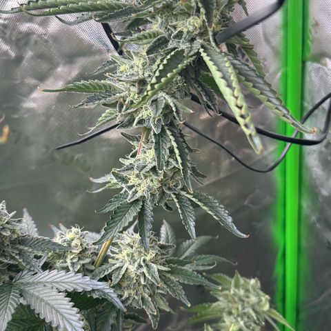 CxLAZ #15 C #1 growlog timeline photo
