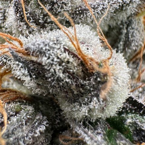 CxLAZ #03 C #1 58.58g growlog timeline photo
