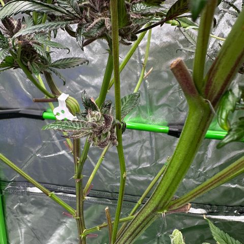 MiscxLAZ #27 C 39g growlog timeline photo