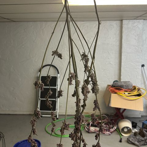 MiscxLAZ #37 C growlog photo: Moved to pan
Herm