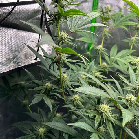 MiscxLAZ #26 C #2 growlog timeline photo