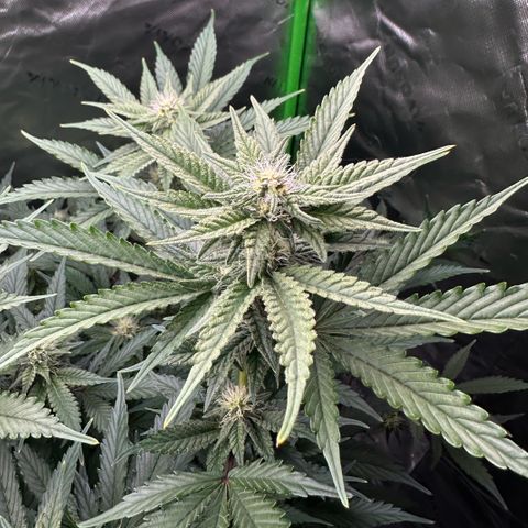 CxLAZ #15 C #1 growlog timeline photo