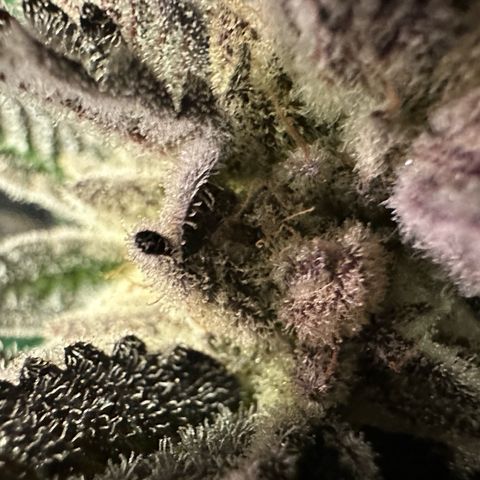 MiscxLAZ #29 C growlog timeline photo