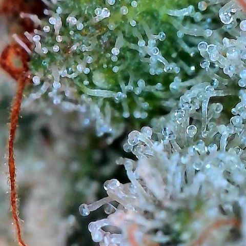 MiscxLAZ #26 C #2 growlog timeline photo