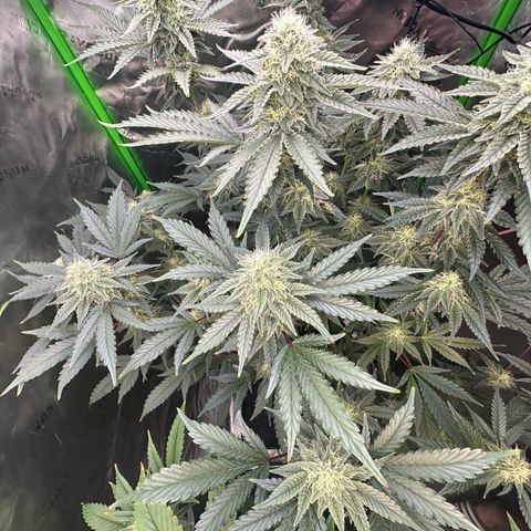 CxLAZ #15 C #1 growlog timeline photo