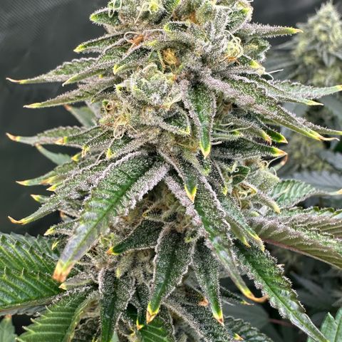 MiscxLAZ #26 C #2 growlog timeline photo