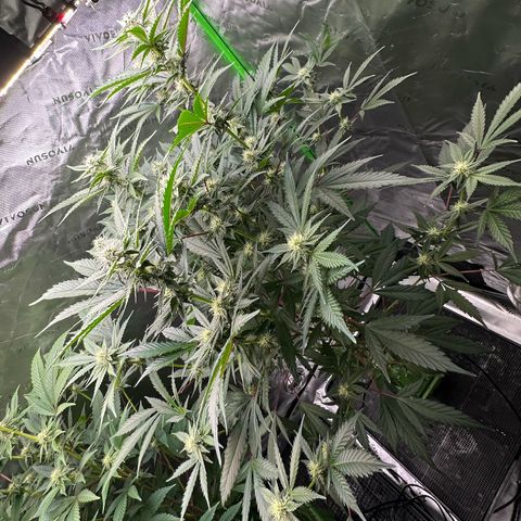 CxLAZ #15 C #1 growlog timeline photo