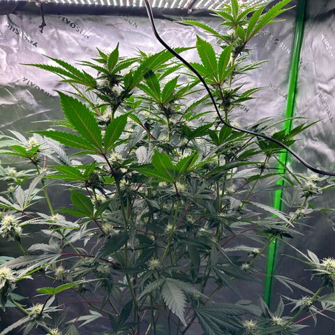 CxLAZ #15 C #1 growlog timeline photo