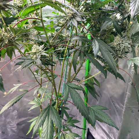 CxLAZ #15 C #1 growlog timeline photo