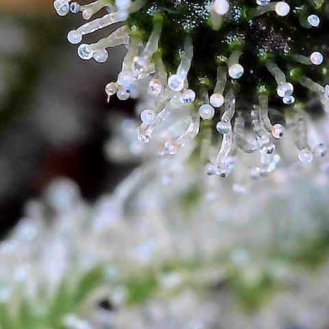CxLAZ #15 C #1 growlog timeline photo