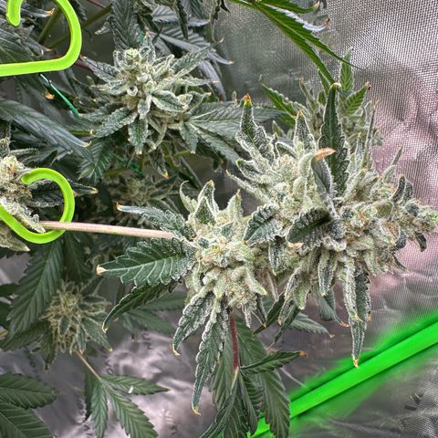 CxLAZ #15 C #1 growlog timeline photo