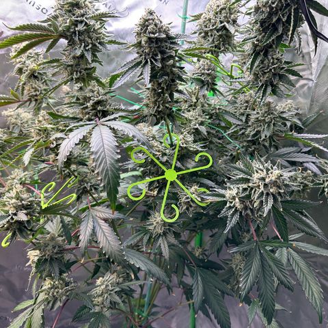 CxLAZ #15 C #1 growlog timeline photo