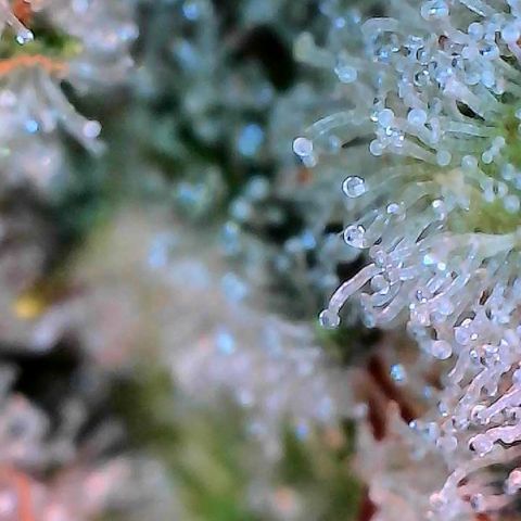 MiscxLAZ #26 C #2 growlog timeline photo