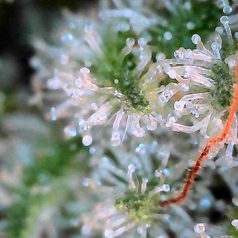 MiscxLAZ #26 C #2 growlog timeline photo