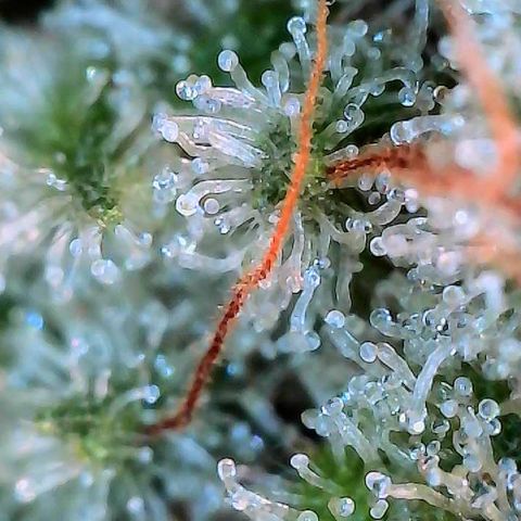 MiscxLAZ #26 C #2 growlog timeline photo
