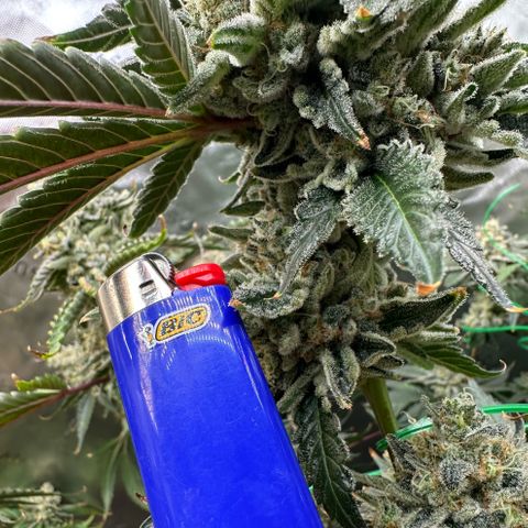 CxLAZ #15 C #1 growlog timeline photo
