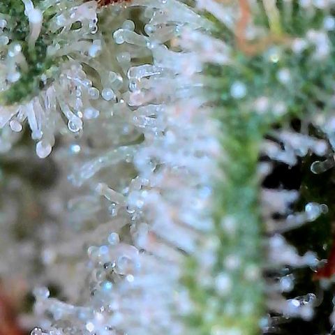 MiscxLAZ #26 C #2 growlog timeline photo