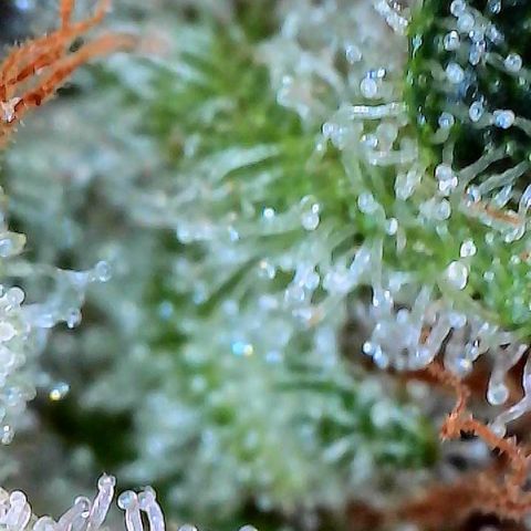 CxLAZ #15 C #1 growlog timeline photo
