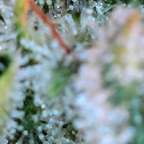 MiscxLAZ #26 C #2 growlog timeline photo