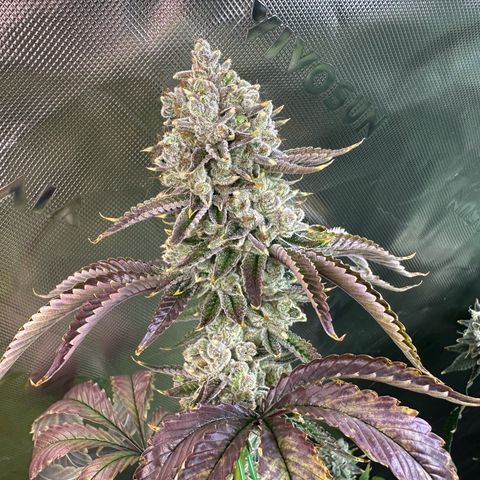 MiscxLAZ #26 C #2 growlog timeline photo