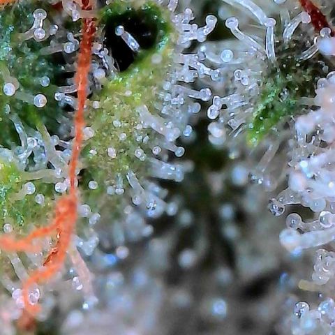 MiscxLAZ #26 C #2 growlog timeline photo