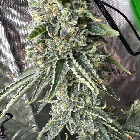 CxLAZ #15 C #1 growlog timeline photo
