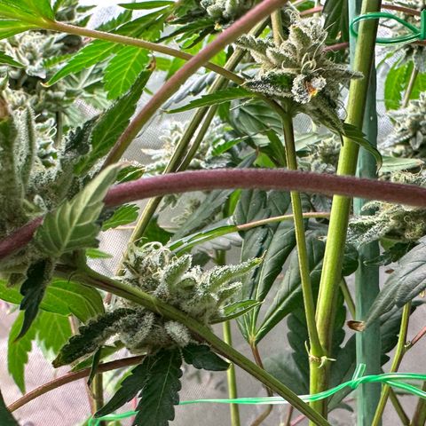 CxLAZ #15 C #1 growlog timeline photo