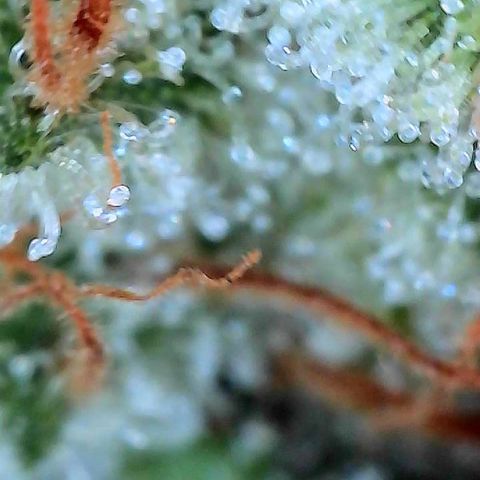 CxLAZ #15 C #1 growlog timeline photo