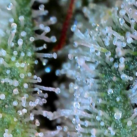 MiscxLAZ #26 C #2 growlog timeline photo