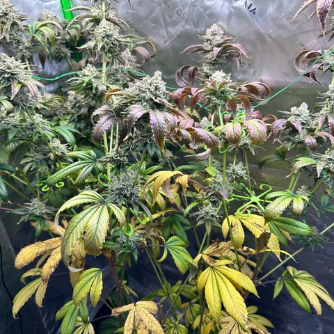 MiscxLAZ #26 C #2 growlog timeline photo