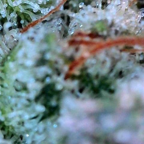 CxLAZ #15 C #1 growlog timeline photo