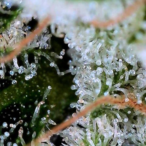 CxLAZ #15 C #1 growlog timeline photo