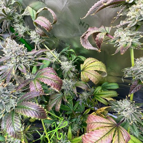 MiscxLAZ #26 C #2 growlog timeline photo