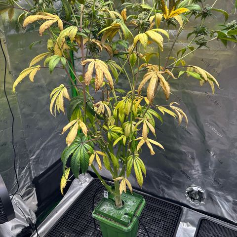 MiscxLAZ #26 C #2 growlog timeline photo