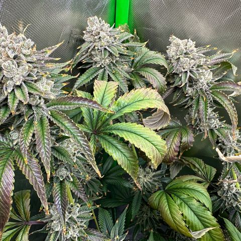 MiscxLAZ #26 C #2 growlog timeline photo