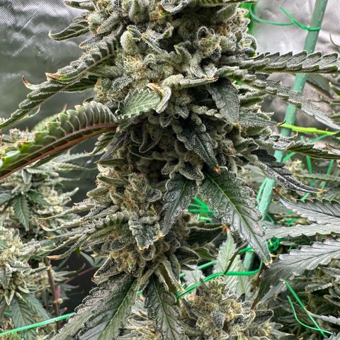 CxLAZ #15 C #1 growlog timeline photo