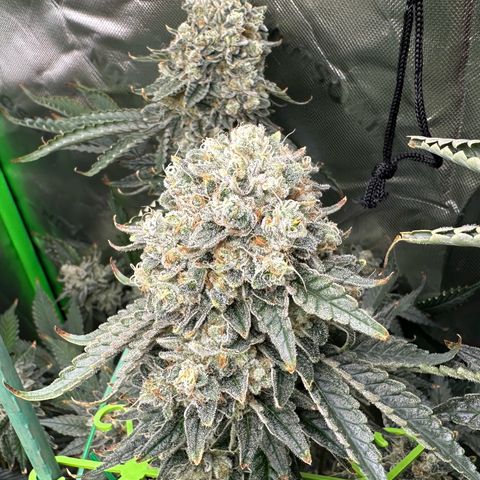 CxLAZ #15 C #1 growlog timeline photo
