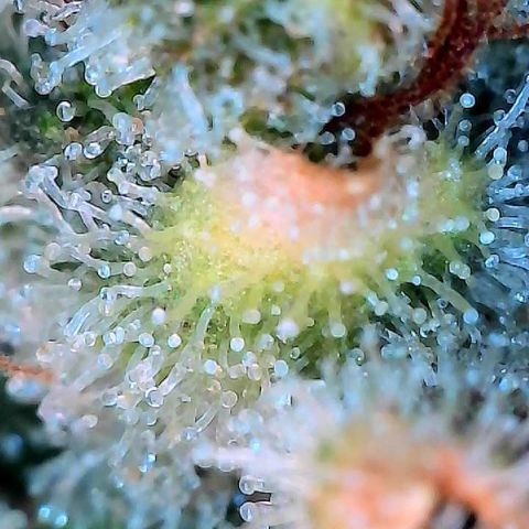 MiscxLAZ #26 C #2 growlog timeline photo