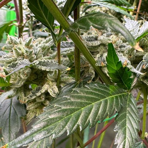 CxLAZ #15 C #1 growlog timeline photo