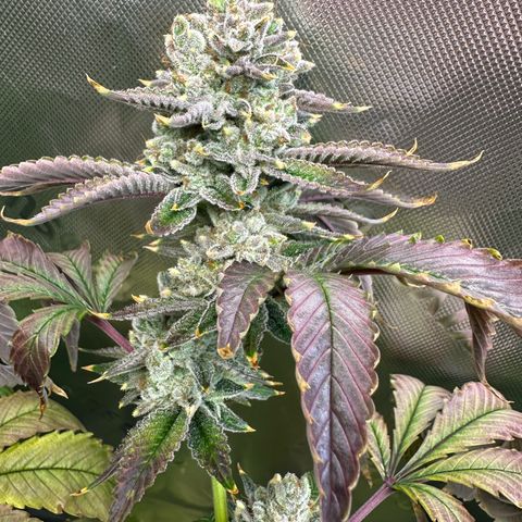 MiscxLAZ #26 C #2 growlog timeline photo
