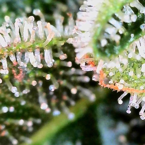 MiscxLAZ #26 C #2 growlog timeline photo