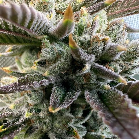 MiscxLAZ #26 C #2 growlog timeline photo